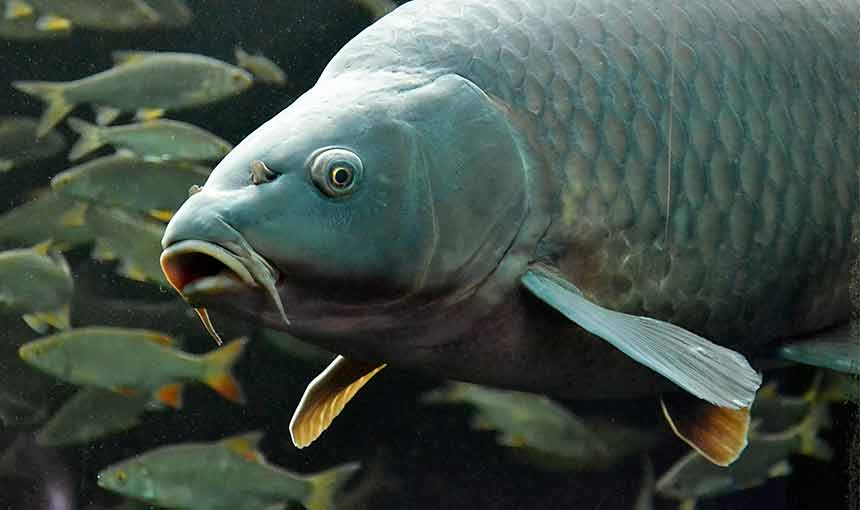 Nejlepší výběr je kapr z čisté vody z pískovým dnem, nebo dobře sádkovaný