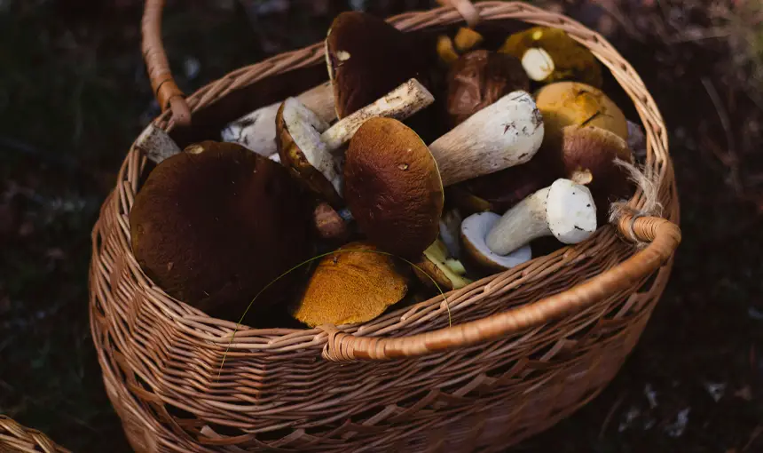 Čerstvé huby v košíku